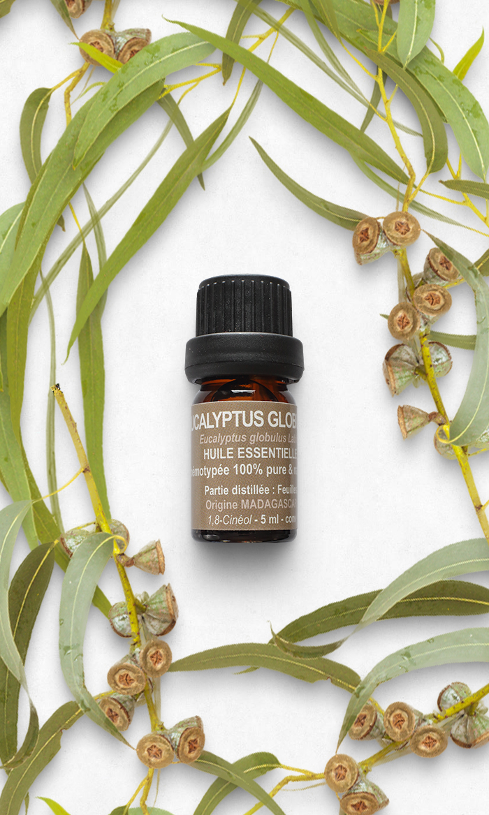 Huile essentielle d'eucalyptus globulus, radiata : bienfaits